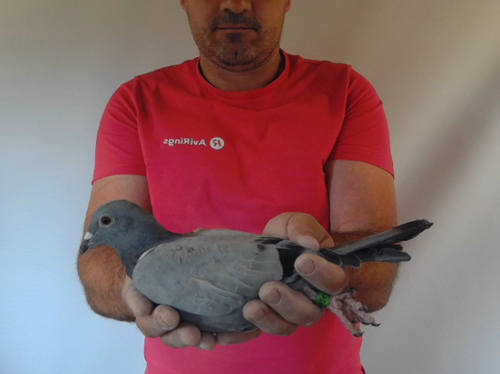 Pigeon image