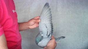 Pigeon image