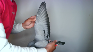 Pigeon image