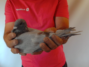 Pigeon image