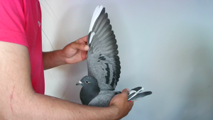 Pigeon image