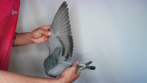 Pigeon image