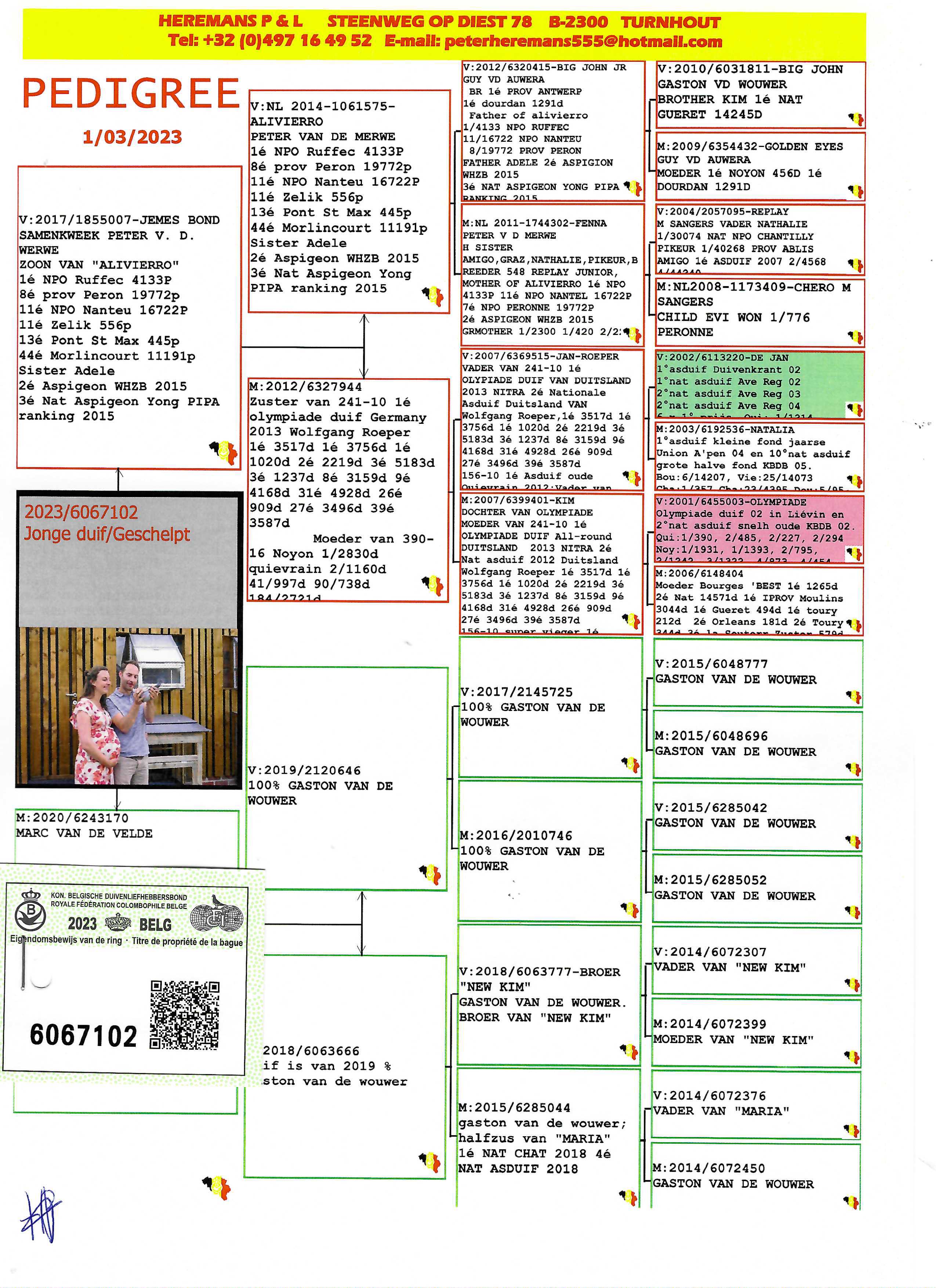 Pigeon pedigree image