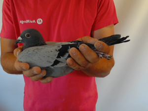 Pigeon image