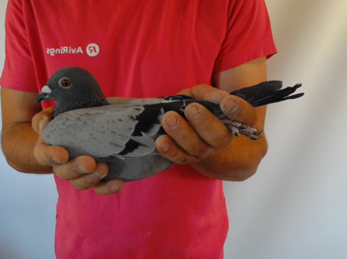Pigeon image