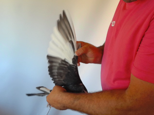Pigeon image