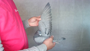 Pigeon image