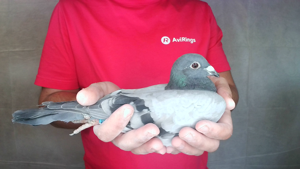 Pigeon image