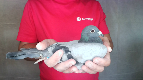 Pigeon image