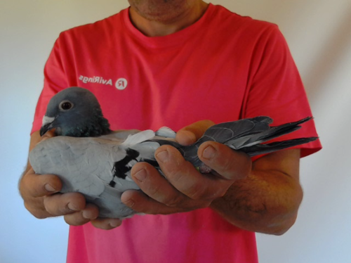 Pigeon image