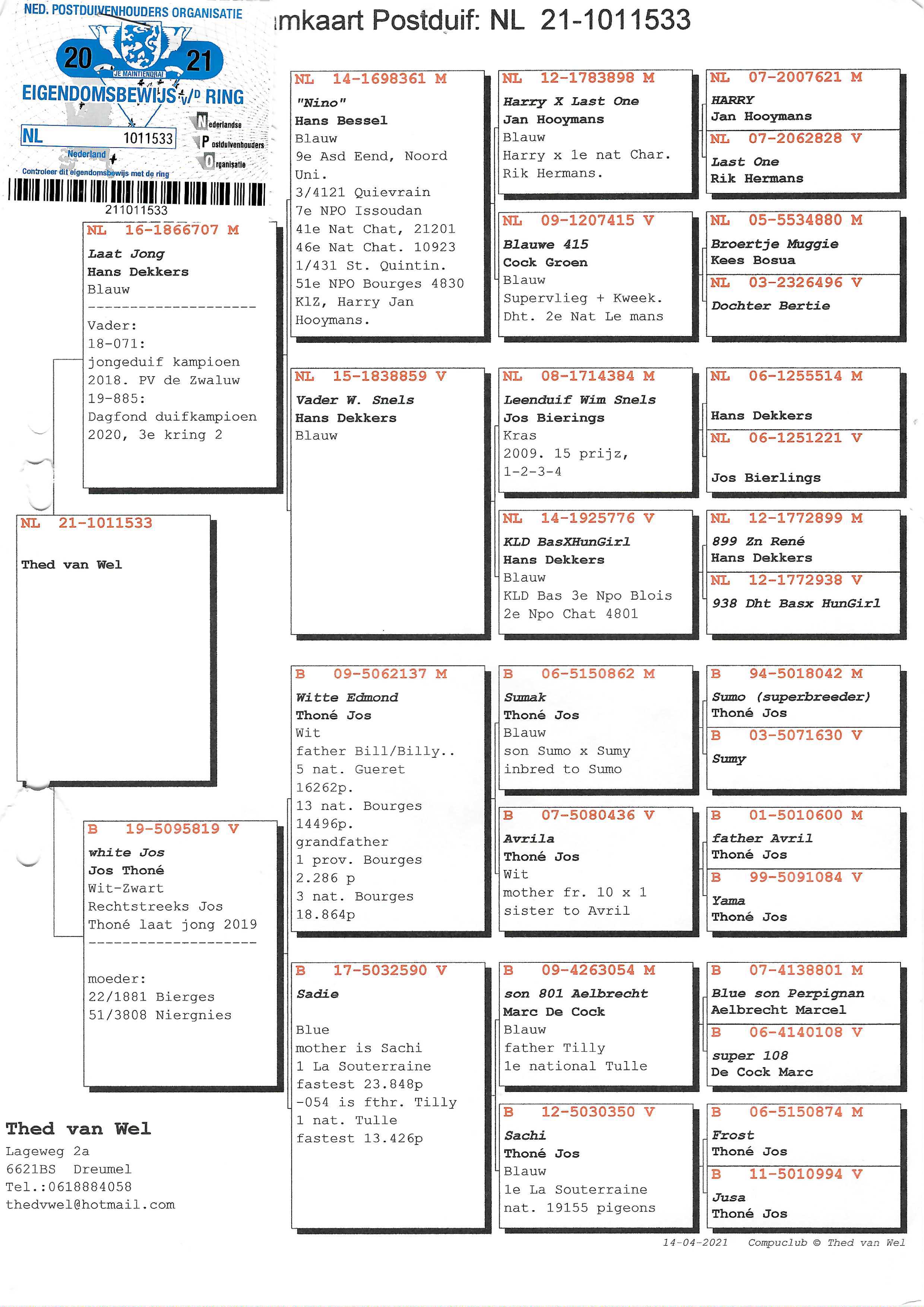 Pigeon pedigree image