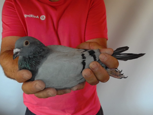 Pigeon image