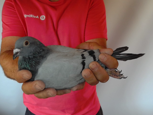 Pigeon image