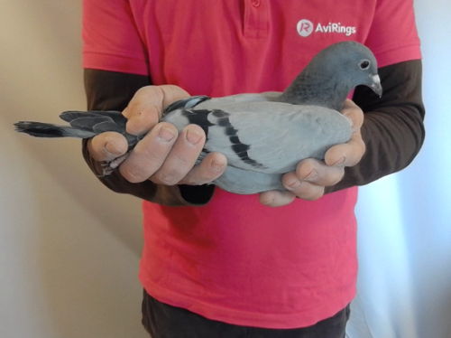 Pigeon image