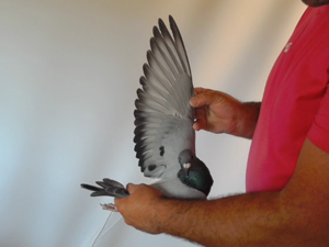 Pigeon image