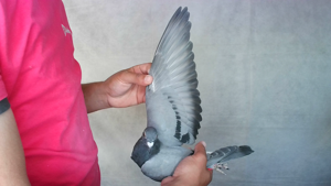 Pigeon image