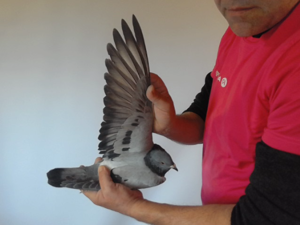 Pigeon image