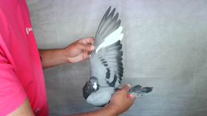 Pigeon image