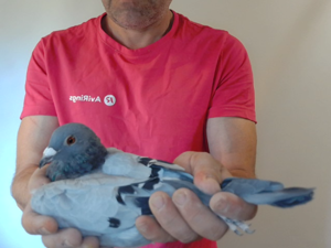 Pigeon image