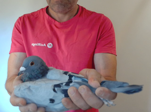 Pigeon image