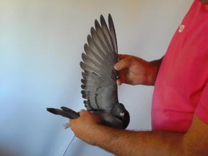 Pigeon image