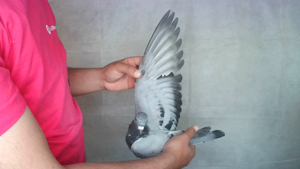 Pigeon image