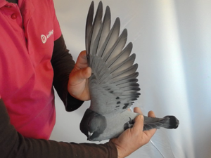 Pigeon image