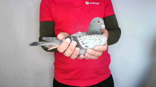 Pigeon image