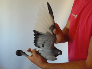 Pigeon image