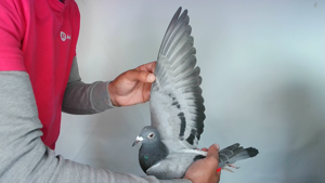 Pigeon image