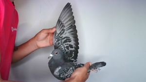 Pigeon image