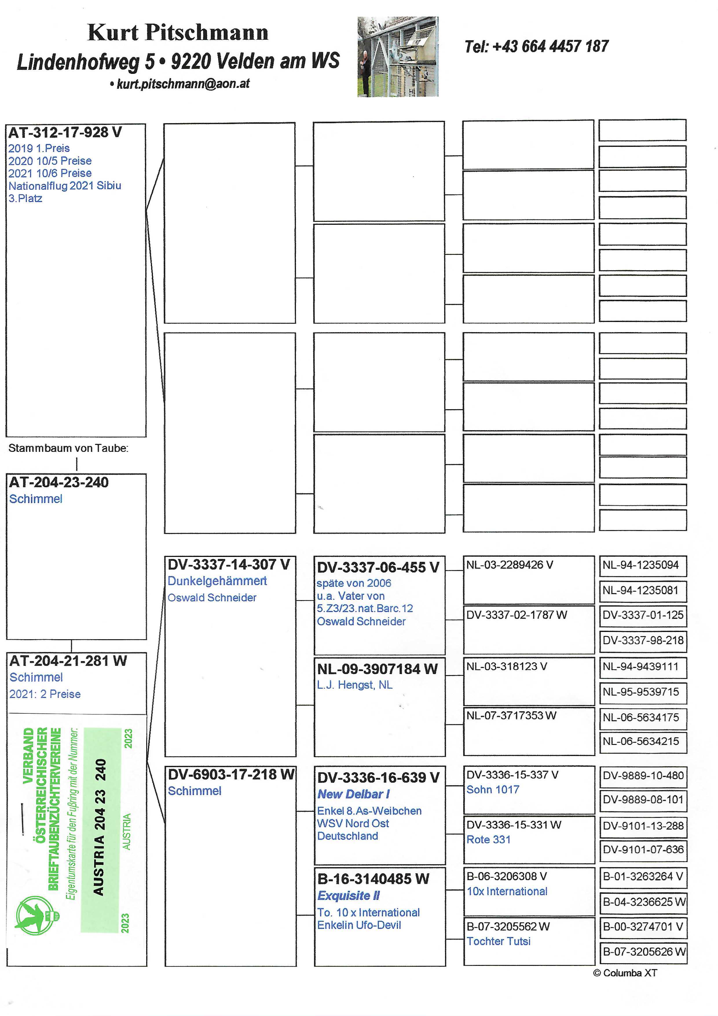 Pigeon pedigree image