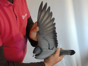 Pigeon image