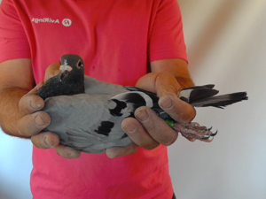 Pigeon image