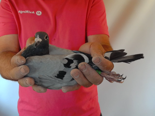 Pigeon image