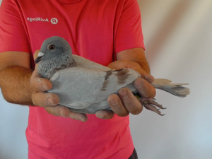 Pigeon image
