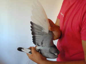 Pigeon image