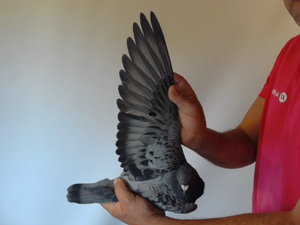 Pigeon image