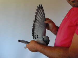 Pigeon image
