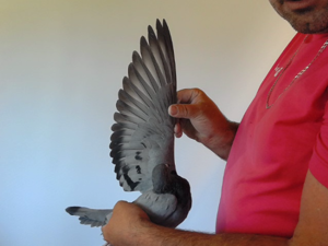 Pigeon image