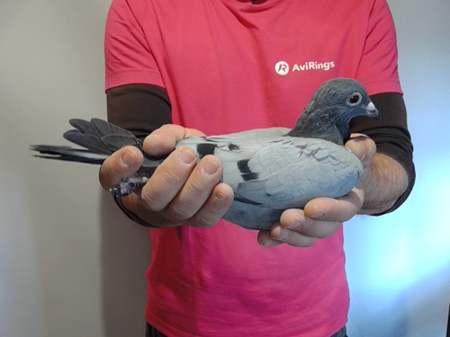 Pigeon image