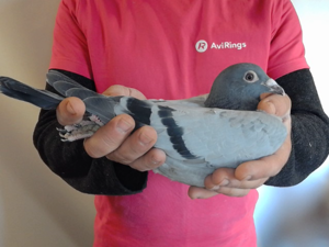 Pigeon image