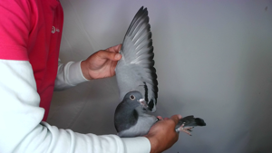 Pigeon image