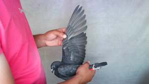 Pigeon image