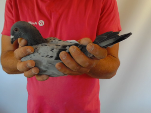 Pigeon image