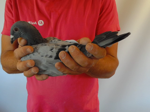 Pigeon image