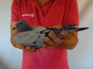 Pigeon image