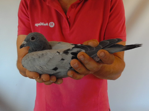 Pigeon image