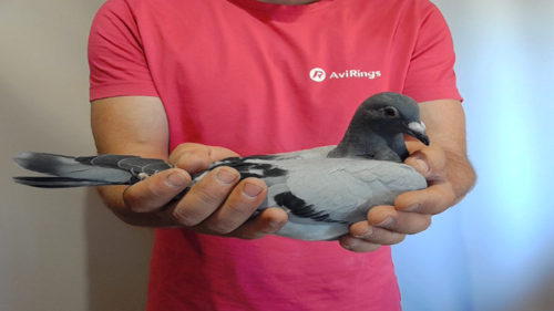 Pigeon image