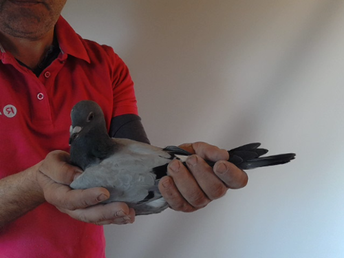 Pigeon image